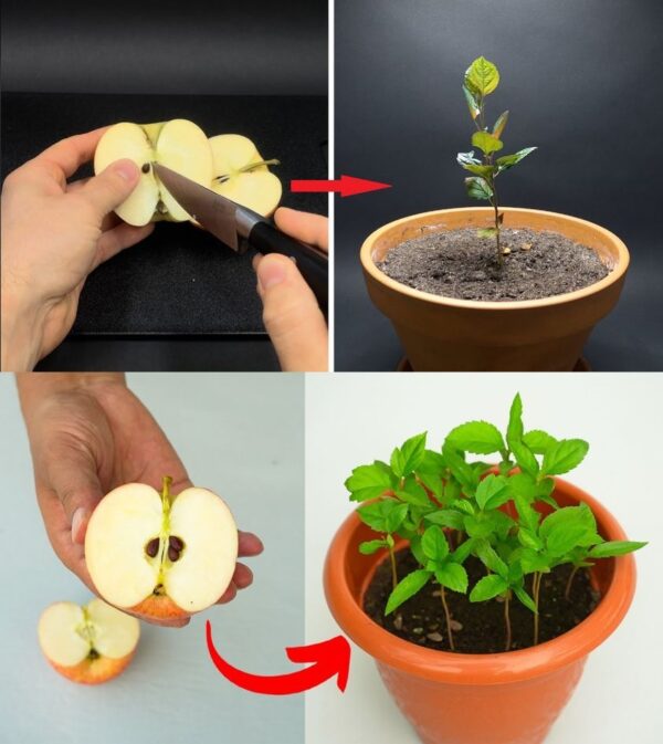 Apple plant: from seed to plant, how to grow it at home