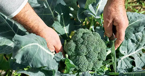 August Greenery: Planting Broccoli for a Bountiful Late-Summer Harvest