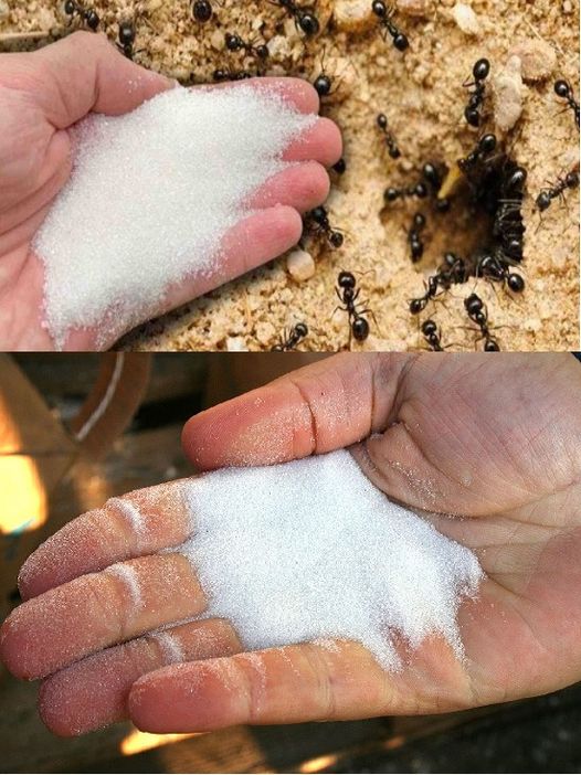Baking Soda Tip to Get Rid of Ants