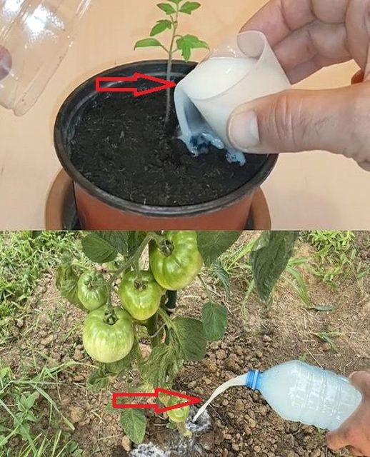 Baking soda in the garden, 10 uses that you didn’t yet know for your plants