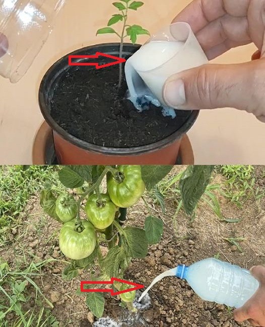 Baking soda in the garden, 10 uses that you didn’t yet know for your plants