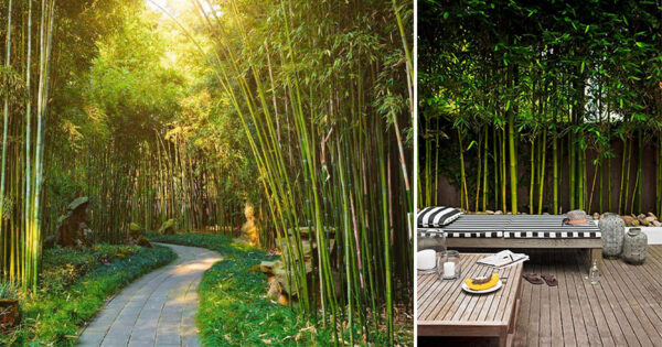Bamboo landscaping ideas – garden design