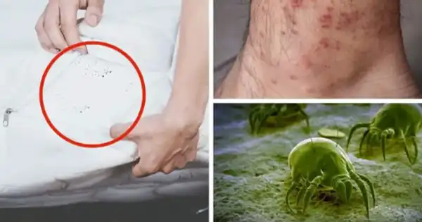 Banishing Dust Mites from Your Bed: Effective Strategies for a Healthier Home