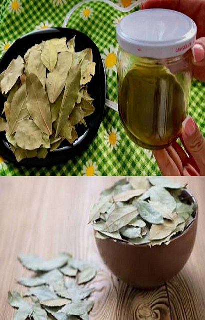 Bay leaves soaked in a glass of oil: innumerable and immediate benefits