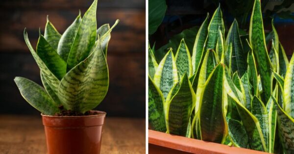 Benefits of having a mother-in-law’s tongue at home and the care it needs