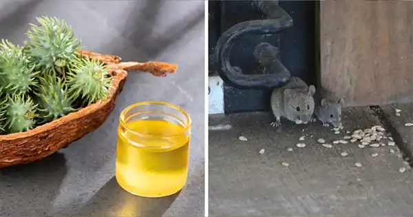 Cast Away Rats with Castor Oil