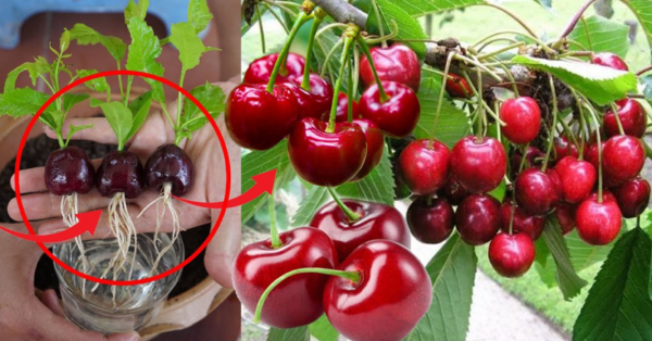 Cherry Tree In 20 Days With Split Hazel Makeup: Just One Seed