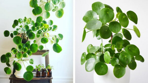Chinese money plant to decorate the home