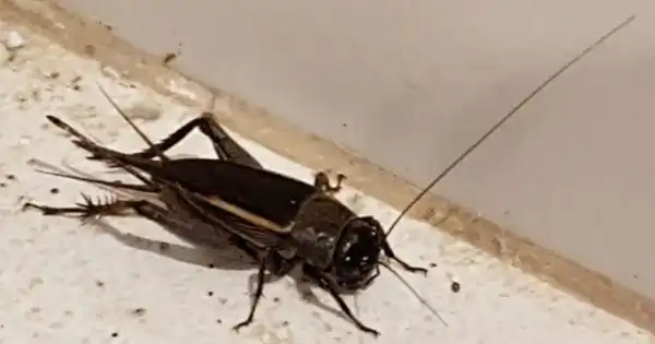 Crickets: Symbols of Good Luck and Messengers of Warning