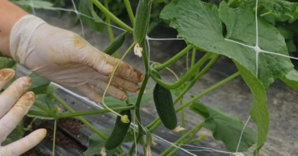Cucumbers, grow them like this: avoid diseases and get large harvests