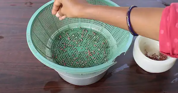 Cultivating Coriander in Water at Home