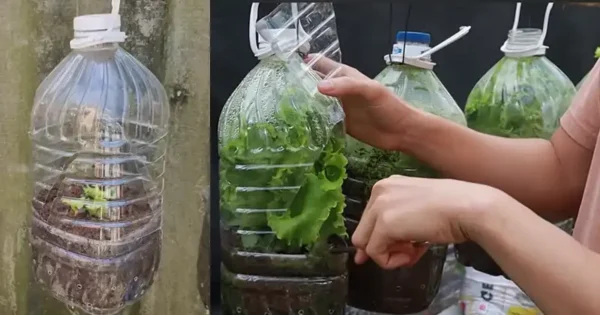 DIY Mini Greenhouses from 5L Plastic Bottles for Growing Greens at Home