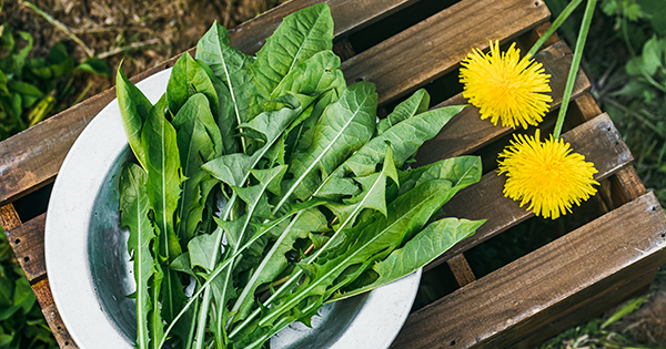 Dandelion: Nature’s Therapeutic Treasure
