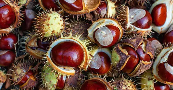 Discover the Remarkable Uses of the Horse Chestnut Tree
