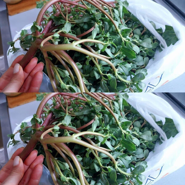 Discovering the Delight of Purslane: A Tasty Treasure from the Garden