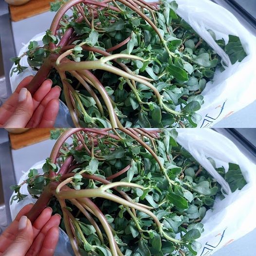 Discovering the Delight of Purslane: A Tasty Treasure from the Garden