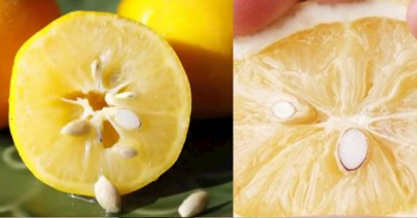 Discovering the Hidden Treasure in Lemon Seeds