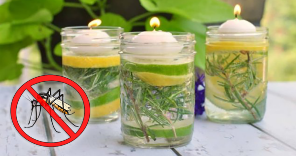 Easy homemade trick to keep mosquitos away