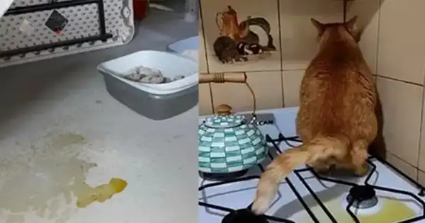 Effective Strategies to Prevent Your Cat from Urinating Throughout Your Home