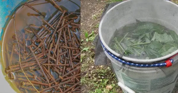 Essential Nutrients for Your Garden: A Guide to Harvesting Them Naturally