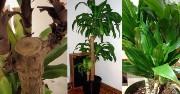 Everything you need to know about Corn Plant (how to care for Dracaena fragrans)
