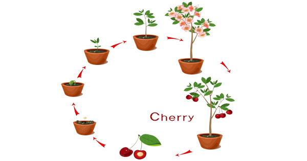 From Seed to Sweetness: Cultivating Cherry Trees in Pots Step-by-Step