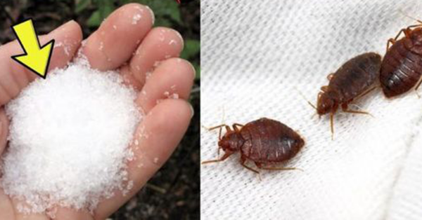 Goodbye to bedbugs in the garden, other than chemical insecticides: they float immediately