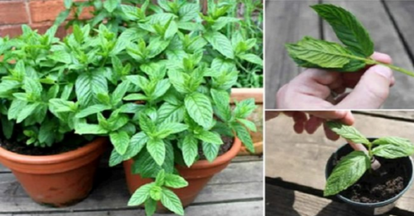 Grow MINT instead of other plants at home. Here’s why!