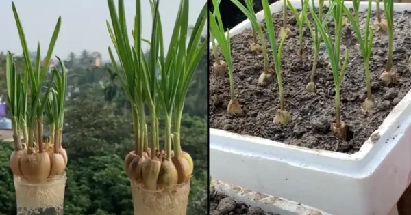 Grow Your Own Healthy Garlic at Home in Containers