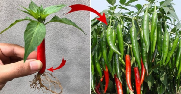 Growing Chili Peppers in Pots: and Never buy pepper again