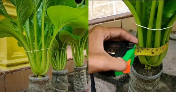 Growing Mustard Greens in Recycled Plastic Bottles: A Sustainable Solution for Family Harvests