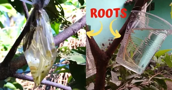 Growing New Plants: Easy Water Air Layering with a ‘Y’ Cut