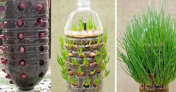 Growing Onions at Home in 5L Plastic Bottles: A Step-by-Step Guide