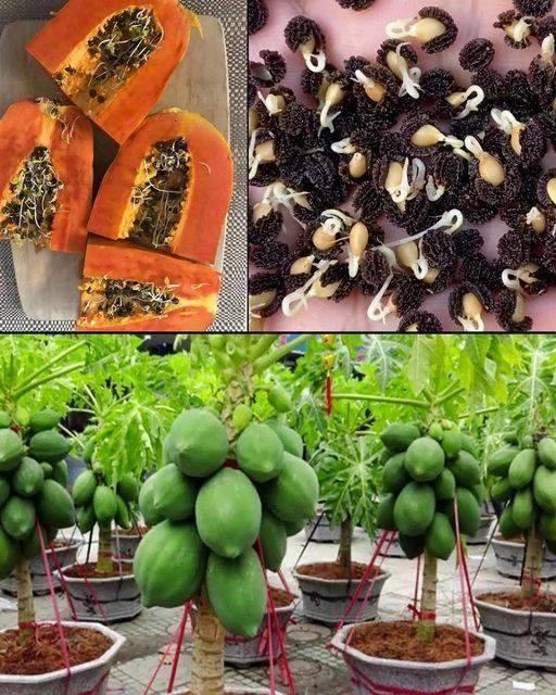 Growing Papaya At Home In Pots: The Secret To A Bountiful Harvest