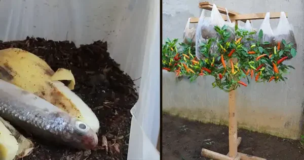 Growing Peppers Upside Down in Grocery Bags: The Secret to an Abundant Harvest