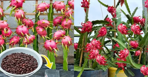 Growing Red Dragon Fruit from Branches: Abundant Harvest with Homemade Coffee Fertilizer