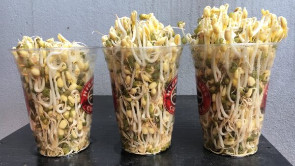 Growing bean sprouts with plastic cups in only 4 days – few people know