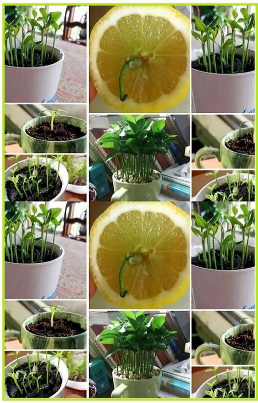 Homemade lemon marmalade: the quickest and easiest recipe