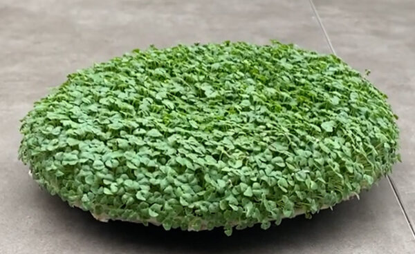 How To Grow Chia Microgreens Fast And Easy, Plus Their Healthy Benefits