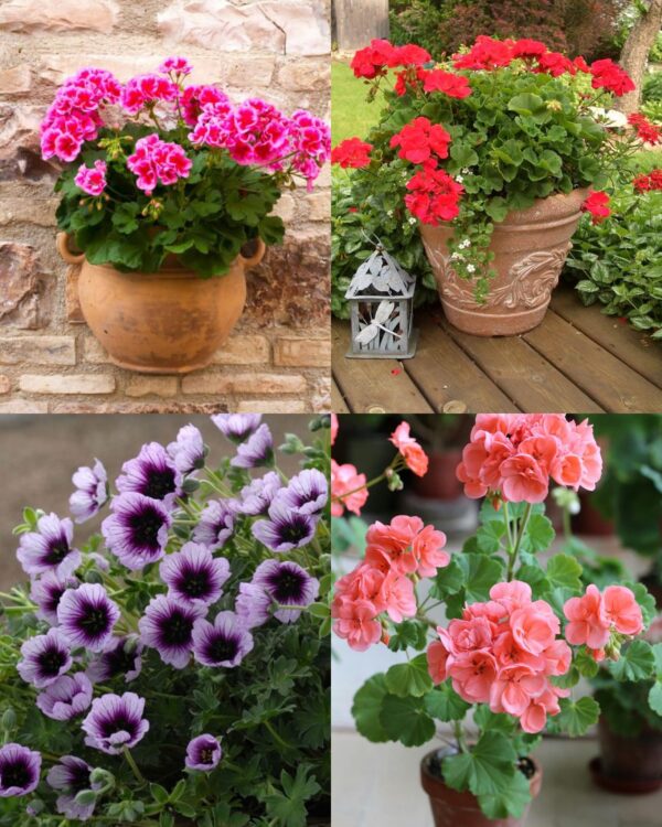 How To Grow Geraniums And How To Prune It