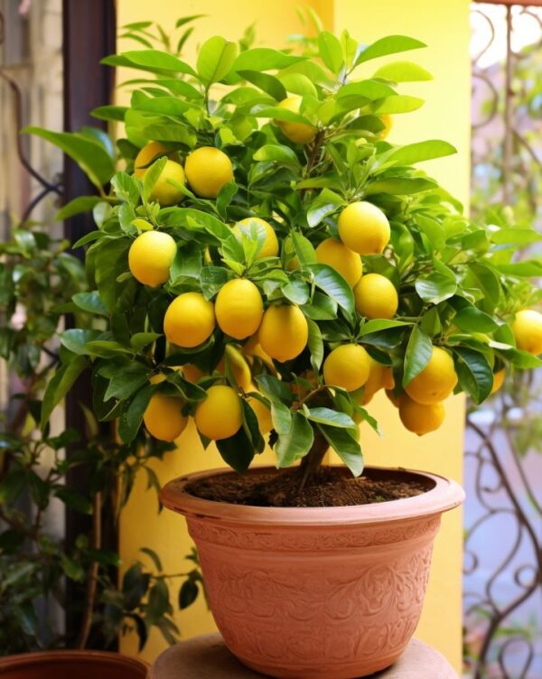 How To Prune A Lemon Tree: Growing And Producing