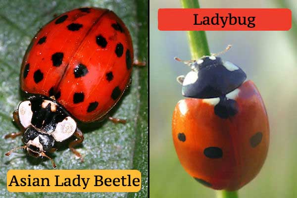 How To Take Care Of Invading Lady Beetles