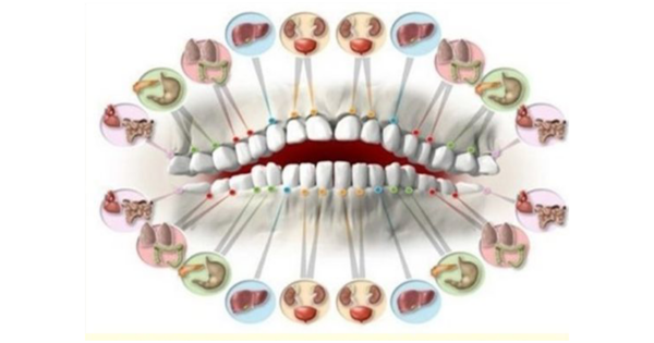 How many teeth have you lost? The number of teeth we have could tell us how long we’ll live