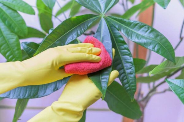 How to Clean and Shine Indoor Plant Leaves