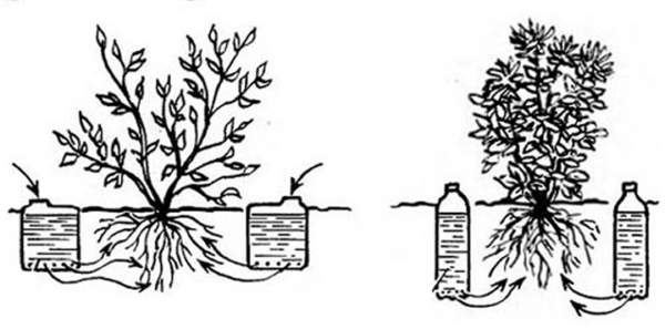 How to Craft an Automatic Vegetable Waterer Using a Bottle