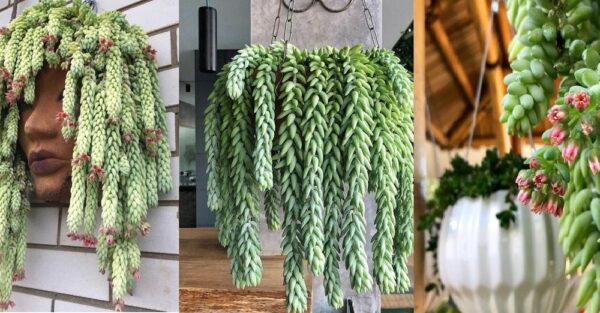 How to Germinate and Care for the Burro’s Tail Plant (and its Flowering)