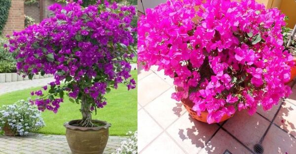 How to Grow Bougainvillea in a Pot – Flowering and Care