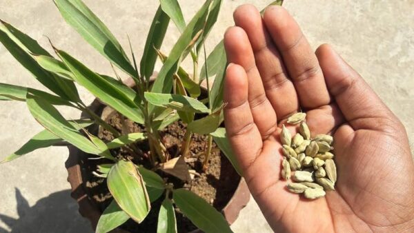How to Grow Cardamom Plant from Seed and Care for Green Cardamom