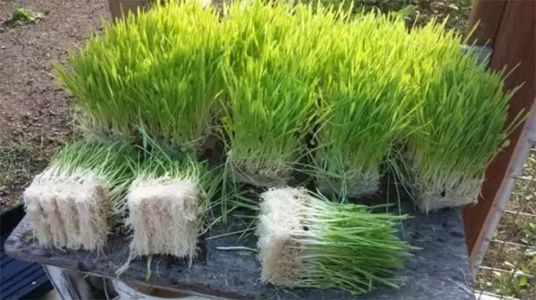 How to Grow Fodder for Chickens and Rabbits