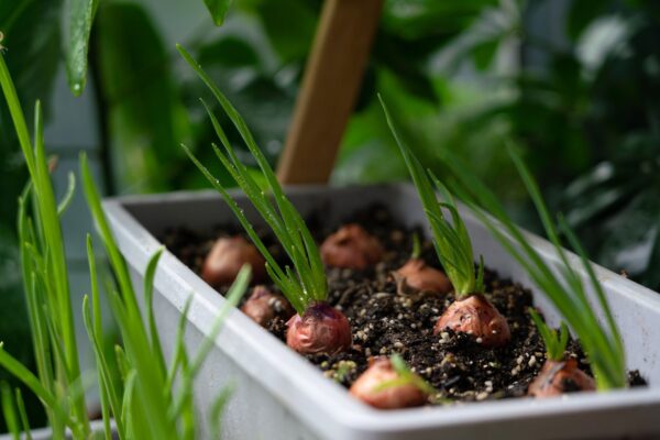 How to Grow Garlic Indoors